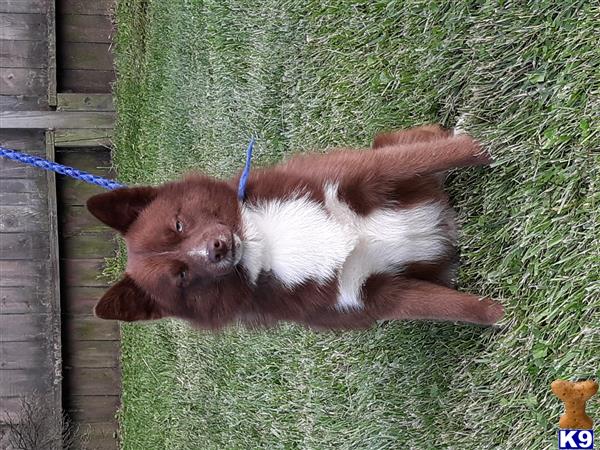 a pomeranian dog lying on grass