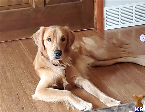 a golden retriever dog lying on the floor