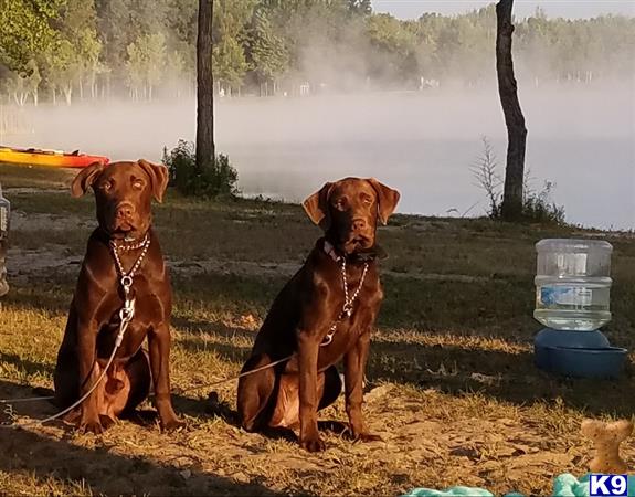 two labrador retriever dogs sitting on grass