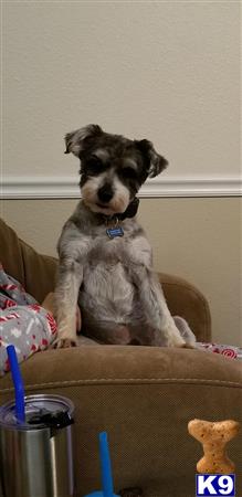 a miniature schnauzer dog sitting on a couch