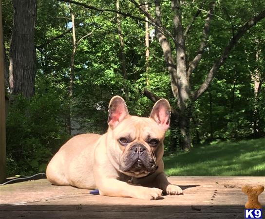 a french bulldog dog lying on a wood deck