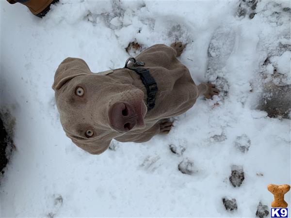 a fish in the snow