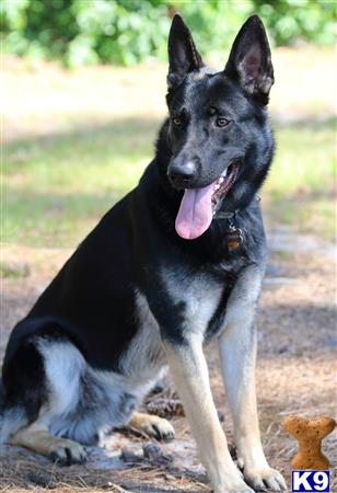 a black and white german shepherd dog