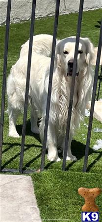 a white golden retriever dog behind a fence