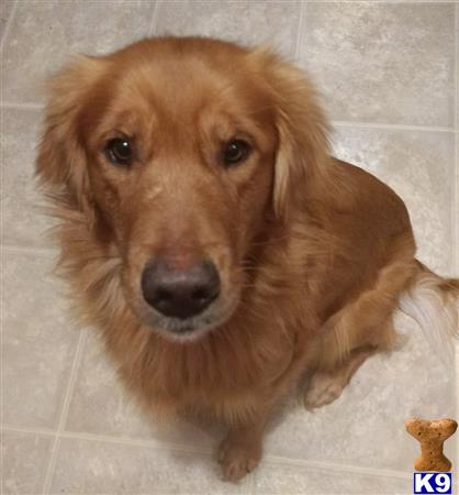 a golden retriever dog sitting on the floor