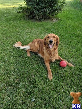 a golden retriever dog lying on grass with a ball and a golden retriever dog in the background