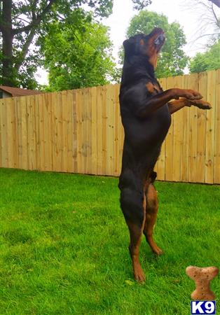 a rottweiler dog standing on its hind legs