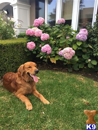 a golden retriever dog lying on grass in front of a house with pink flowers