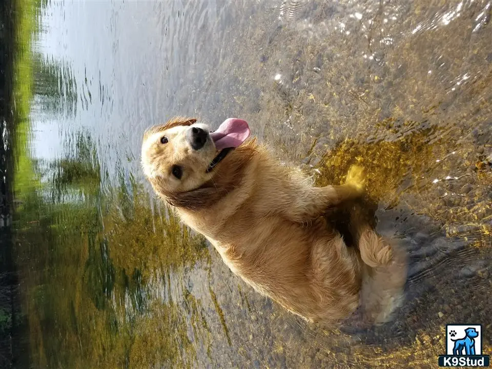 a golden retriever dog standing in water