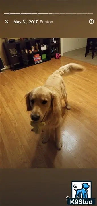 a golden retriever dog sitting on a wood floor