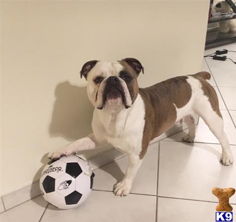 a old english bulldog dog with a football ball