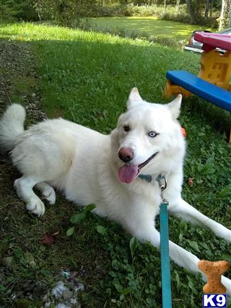 a white siberian husky dog lying on a blue chair in the grass