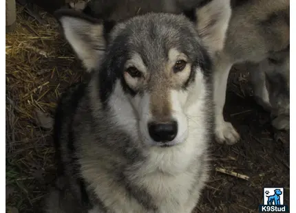 a wolf dog dog sitting on the ground