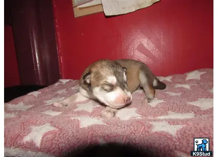 a wolf dog puppy lying on a pink blanket