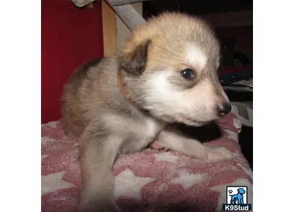 a small wolf dog puppy on a pink blanket