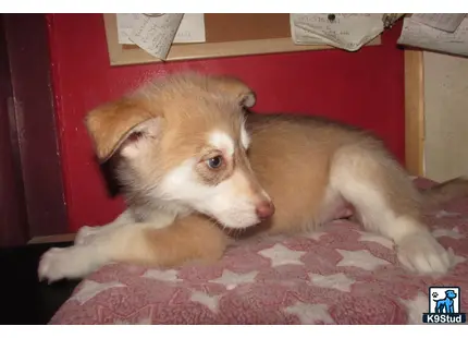 a wolf dog dog lying on a bed