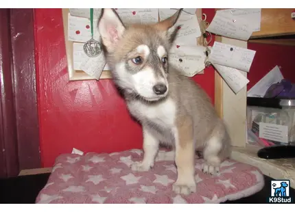 a wolf dog dog sitting on a carpet