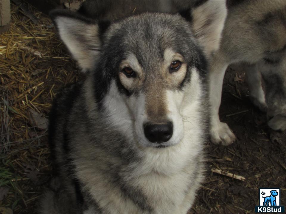 a wolf dog dog sitting on the ground