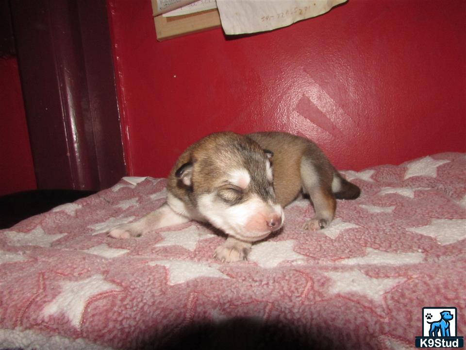 a wolf dog puppy lying on a pink blanket