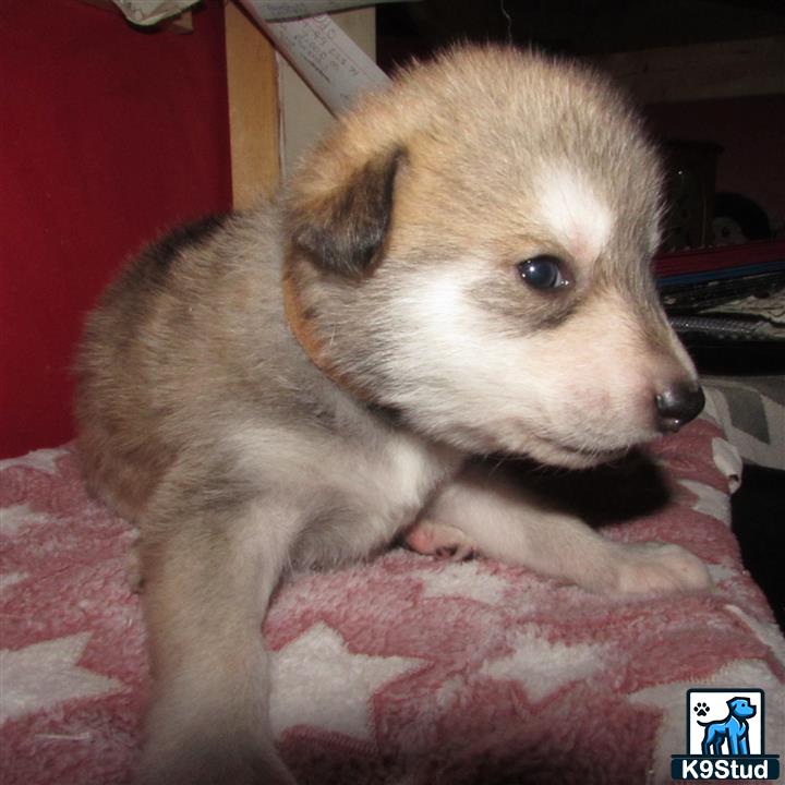 a small wolf dog puppy on a pink blanket