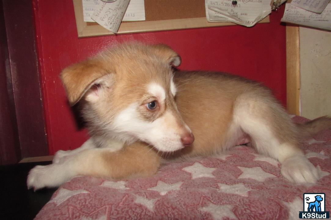 a wolf dog dog lying on a bed