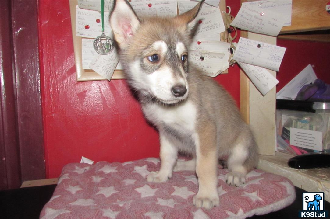 a wolf dog dog sitting on a carpet