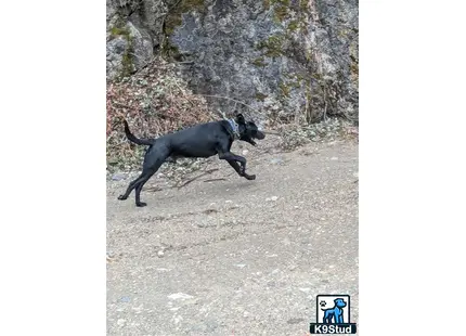 a labrador retriever dog running on a road