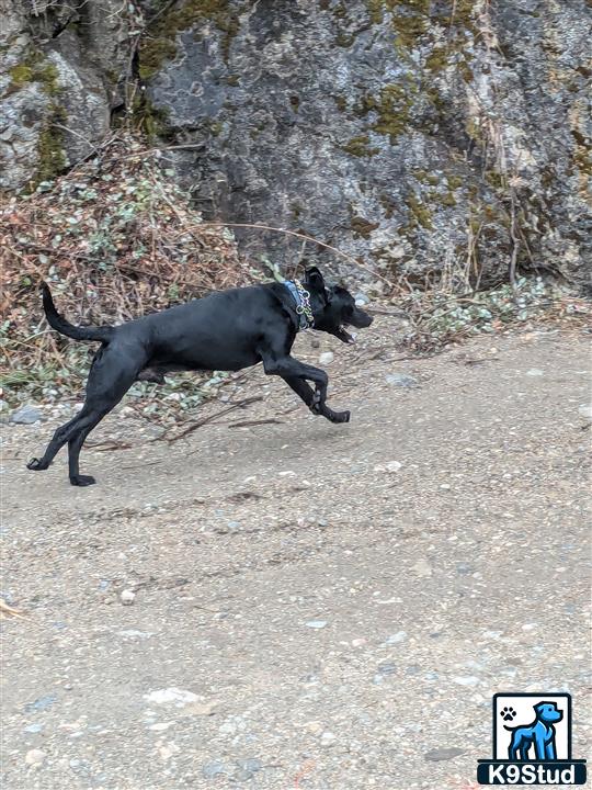 a labrador retriever dog running on a road