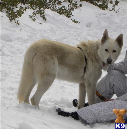 a white wolf dog dog and a person in the snow