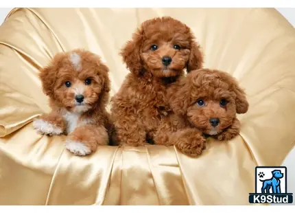 a group of cavapoo puppies on a couch