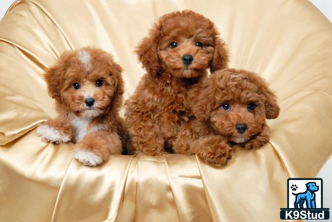 a group of cavapoo puppies on a couch