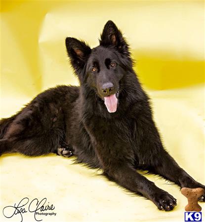 a german shepherd dog lying on its back