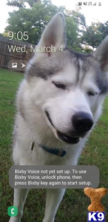 a siberian husky dog with a collar