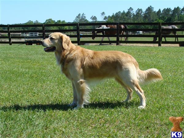 a golden retriever dog standing in a grassy field