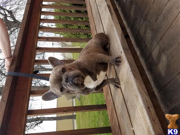 a couple of kangaroos in a wooden enclosure