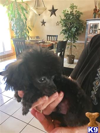 a person holding a poodle dog