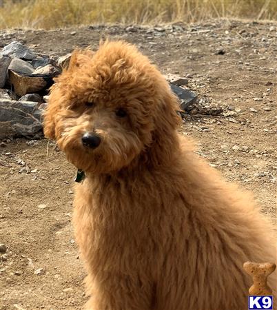 a goldendoodles dog standing in the dirt