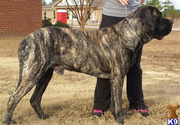 a mastiff dog standing on grass