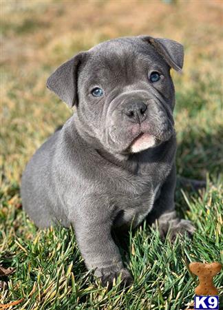 american bully puppy blue