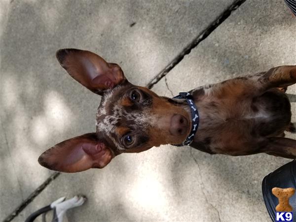 a miniature pinscher dog on a leash