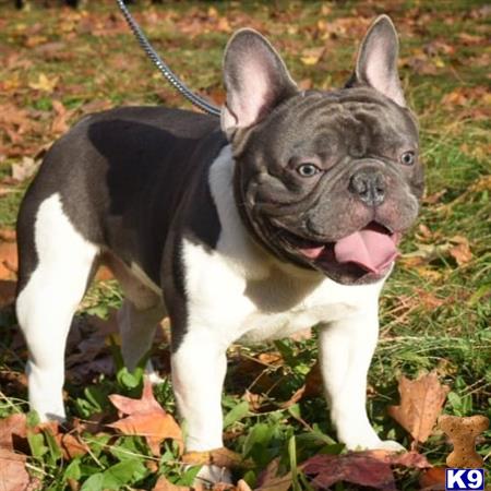 a french bulldog dog on a chain