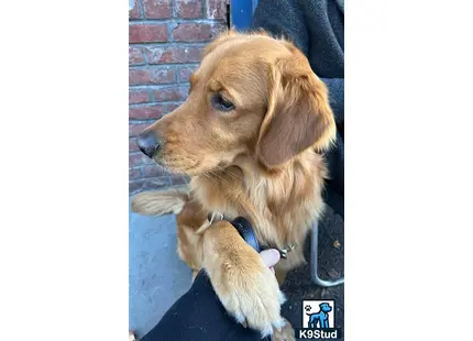 a golden retriever dog with a persons hand on its chest