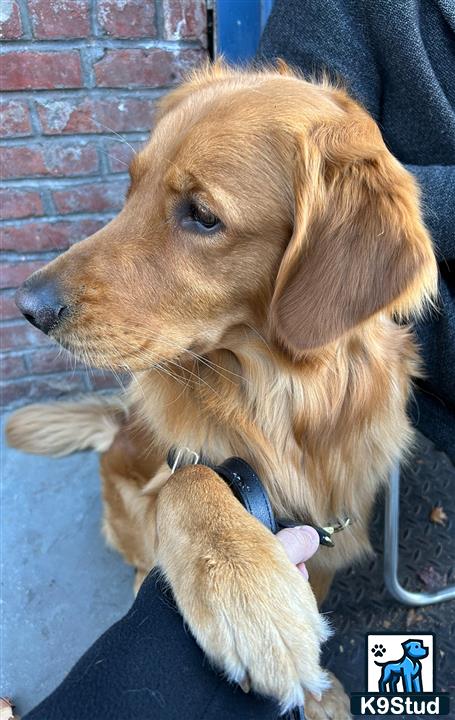 a golden retriever dog with a persons hand on its chest