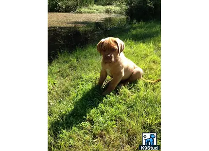 Dogue De Bordeaux