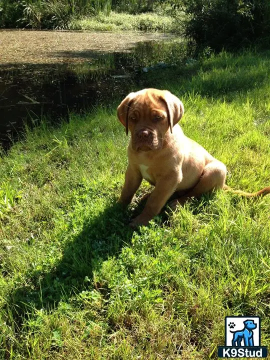 Dogue De Bordeaux