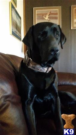 a labrador retriever dog wearing a black jacket