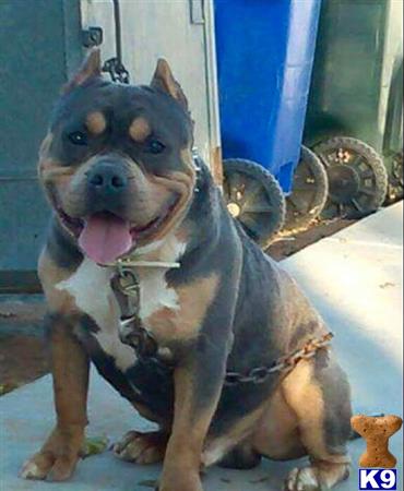 a american pit bull dog sitting on the floor