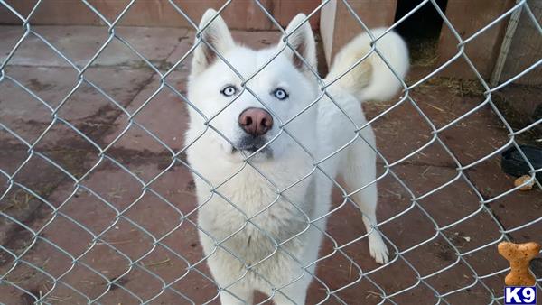 a white siberian husky dog in a cage