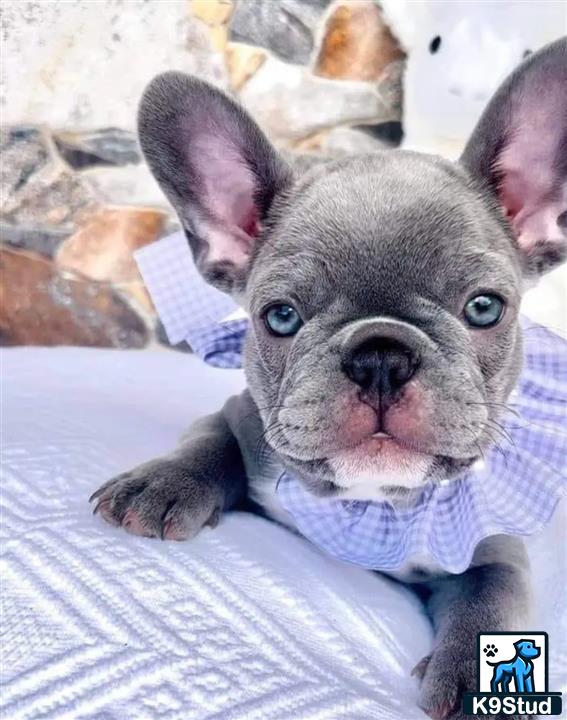 a french bulldog dog wearing a sweater