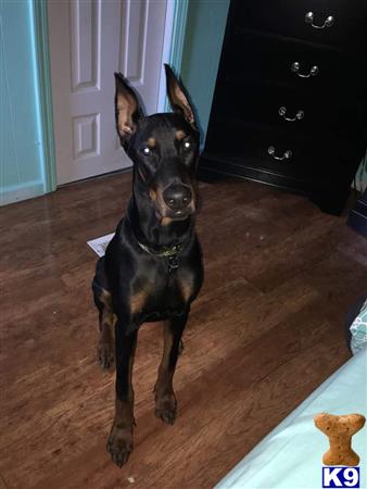 a doberman pinscher dog sitting on the floor